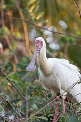 1048 The African spoonbill is easy to identify