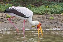 During the breeding season the white of the yellow-billed stork takes on a pinkish hue