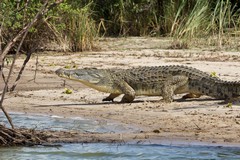 A Nile crocodile on the move