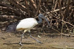 The sacred ibis is very common