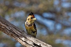 1073 The crested barbet is easily seen in Selous