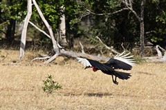 Yes - Southern ground hornbills can actually fly