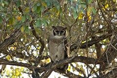 Pink eyelids and large size identify this bird as a Verreaux's eagle-owl