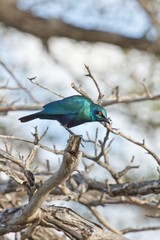 The glossy metallic colours of a greater blue-eared starling