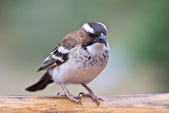A very bold white-browed sparrow-weaver