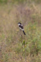 The long-tailed fiscal is a type of shrike
