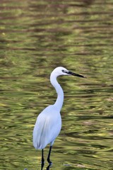 The little egret can be differentiated by its black bill