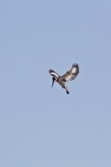 A pied kingfisher hovers before diving on an unsuspecting fish