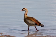 A male Egyptian goose