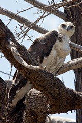 A tough call but this maybe an immature martial eagle