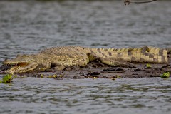 Crocodile sunning itself on a mud bank