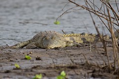 Nile crocodile, showing how the lower front teeth protrude right through the top jaw