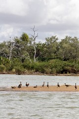 A Small flock of white-faced whistling-ducks