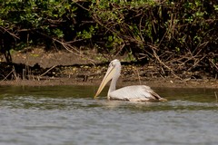 This is a pink-backed pelican