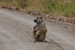 This baboon has chased down and killed a hare and is not about to share it with anyone