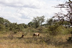 With less elephants in the park ripping up the young acacias much of the open space is reverting to dense bush