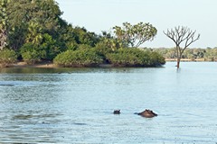 The shallow lakes form ideal homes for pods of hippopotamuses