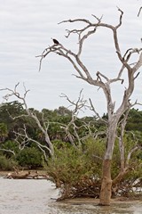 Fish eagle on lookout