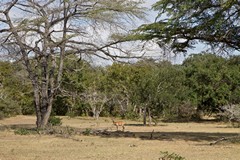 Impala buck often set up their territories in open spaces like this