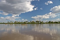 The wide expanse of the Rufiji river carrying lots of plant material from its eroded banks