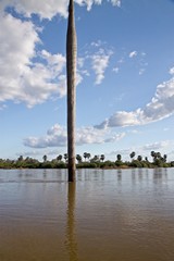 The huge bole of a dead borassus palm in the main river channel