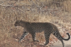 This shot of a leopard crossing the road in front of us was taken from a video