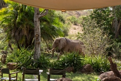 Bull elephant at Offbeat Mara