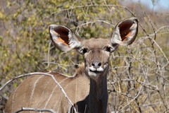 Portrait of a greater kudu cow in Pilanesberg NP