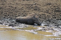 This warthog is enjoying the mud at the side of a waterhole in Pilanesberg NP