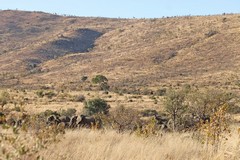 A small elephant herd in the dry Winter grasses of Pilanesberg NP