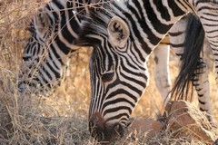 These zebras with shadow stripes and leg stripes all the way to the hooves are possibly the subspecies 'antiquorum'. Pilanesberg NP