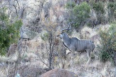 Greater kudu bull photographed as the light begins to fail. Pilanesberg again