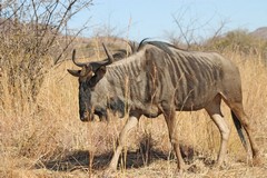 The blue wildebeeste is the South African version of the white-bearded wildebeeste found in the Serengeti. Pilanesberg NP
