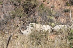 White rhinos are being poached to extinction. There are a few in Pilanesberg NP
