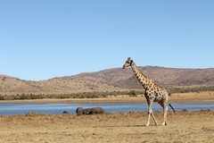 Southern giraffe and hippos at the main reservoir in Pilanesberg NP