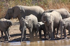 Elephants enjoying a drink in Pilanesberg NP