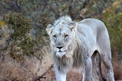 Lion on the prowl in the cool of the evening in Pilanseberg NP