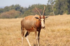 Blesbok near Pretoria. These are much more common than the similar looking bontebok