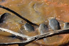 Barbel, a species of catfish, in Milwane NP