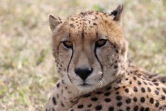 This cheetah was photgraphed in a Big Cat Sanctuary