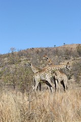 Southern giraffe bulls sparring with each other in Pilanesberg NP