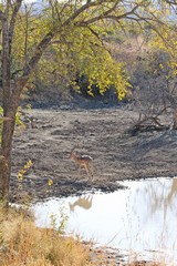 548 Impala at a Pilanesberg NP waterhole