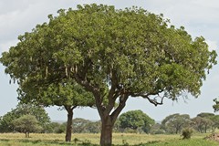 A sausage tree in full leaf during the rainy season. They are evergreen in areas of high rainfall