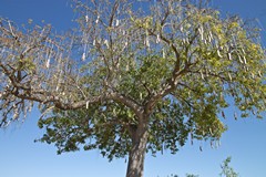 This tree is starting to drop its leaves in preparation for the long dry season ahead