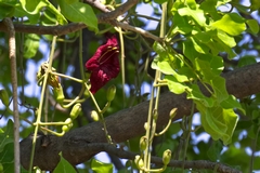 The flowers appear shortly before the rains in October. Sunbirds are very fond of the nectar