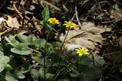 Lesser celandine catches a ray of sunshine