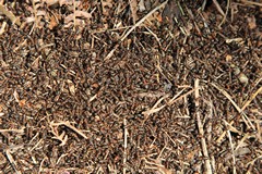 The Wood ants are busy now the weather is warming up