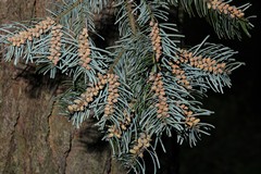 Tiny male fir cones shed pollen in Spring