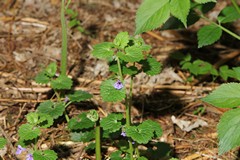 Tiny flowers of the ground ivy