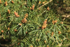 Scots pine with male flowers
